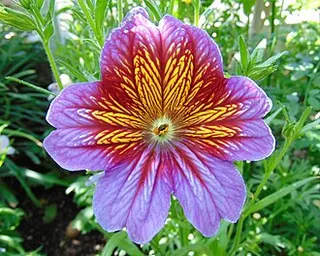 Painted Tongue — botanical reference