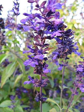 Salvia — botanical reference