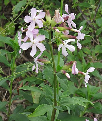 Saponaria — botanical reference