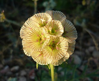 Scabiosa Pods — botanical reference