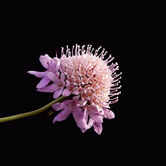 Scabiosa — botanical reference