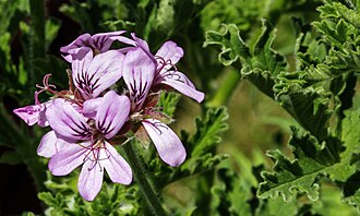 Scented Geranium — botanical reference