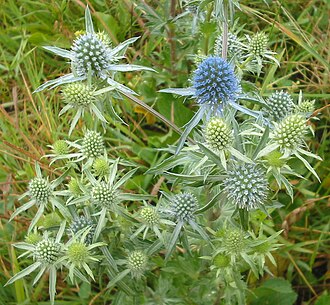 Sea Holly — botanical reference