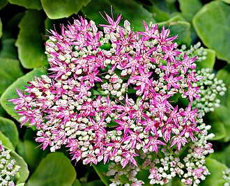 Sedum — botanical reference