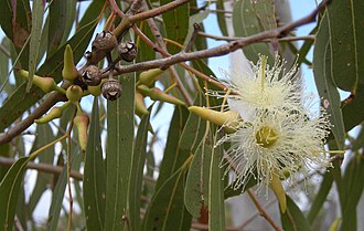 Seeded Eucalyptus — botanical reference