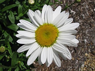 Shasta Daisy — botanical reference