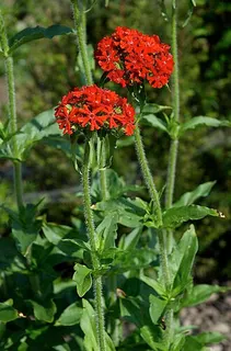 Maltese Cross — botanical reference