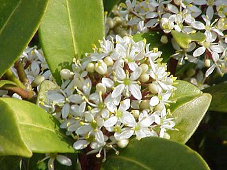 Skimmia — botanical reference
