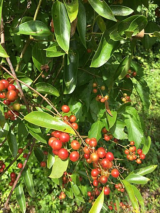Smilax — botanical reference