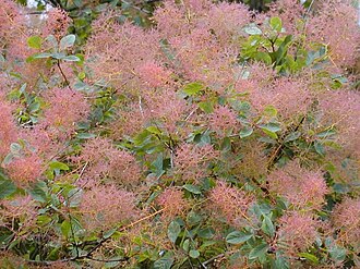 Smokebush — botanical reference