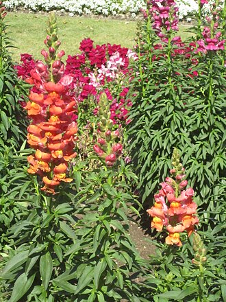 Snapdragon — botanical reference