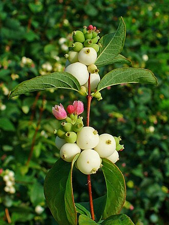 Snowberry — botanical reference