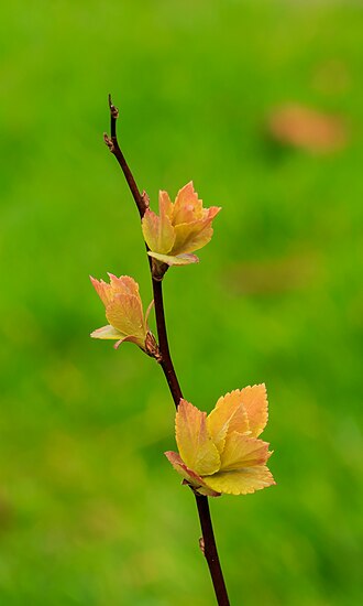 Spirea — botanical reference