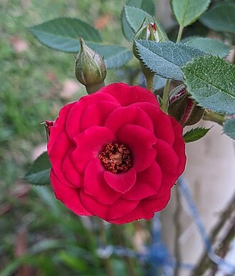Spray Rose — botanical reference