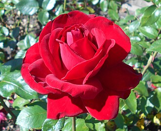 Standard Rose — botanical reference