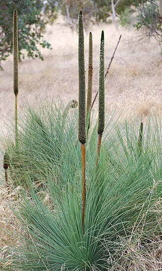 Steel Grass — botanical reference