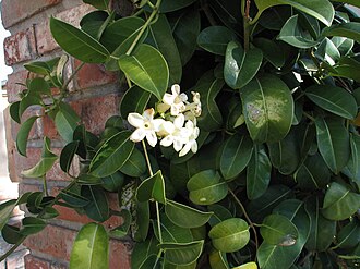 Stephanotis — botanical reference