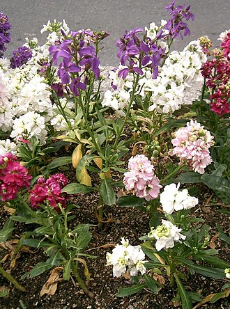 Stock — botanical reference