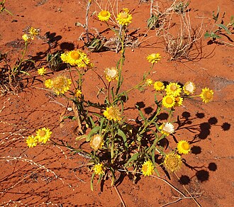 Strawflower — botanical reference