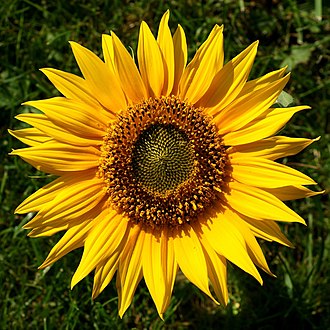 Sunflower — botanical reference