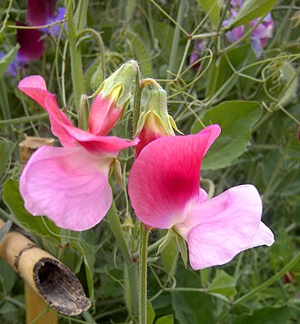 Sweet Pea — botanical reference