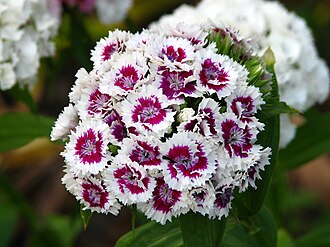 Sweet William — botanical reference