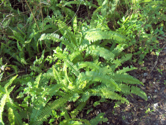 Sword Fern — botanical reference