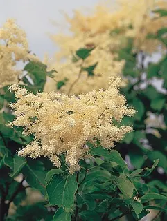 Japanese Tree Lilac — botanical reference