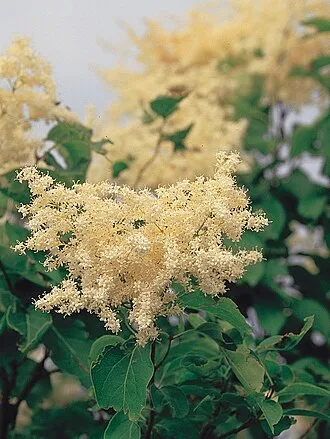 Japanese Tree Lilac — botanical reference