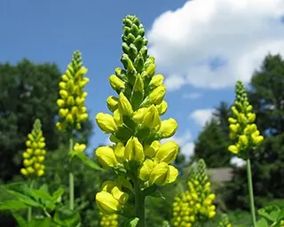 Carolina Lupine — botanical reference