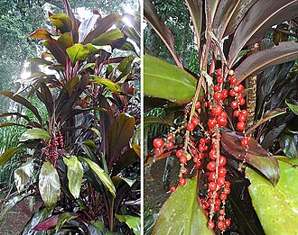 Ti Leaf — botanical reference