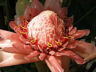 Torch Ginger — botanical reference