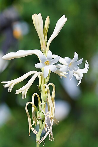 Tuberose — botanical reference