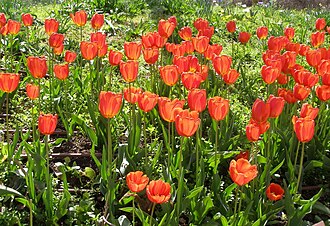 Tulip — botanical reference