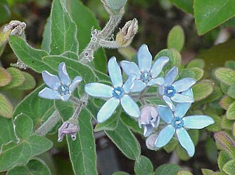 Tweedia — botanical reference