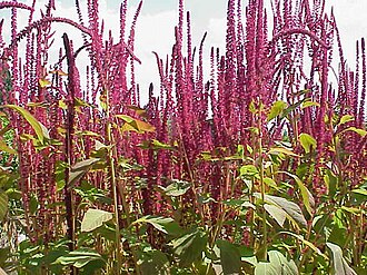 Upright Amaranthus — botanical reference