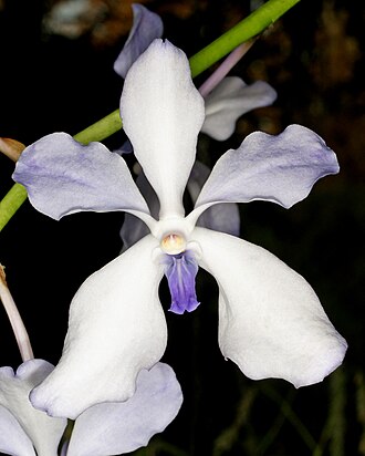 Vanda Orchid — botanical reference