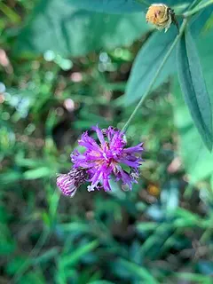 Upland Ironweed — botanical reference