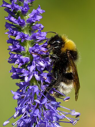 Veronica — botanical reference