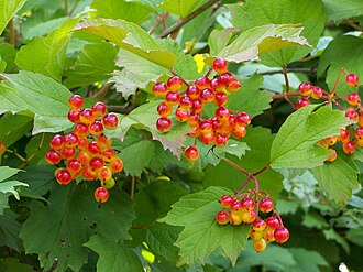 Viburnum — botanical reference