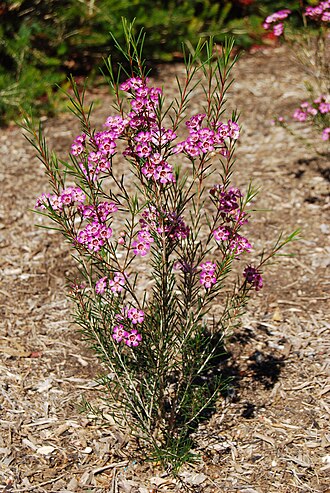 Waxflower — botanical reference