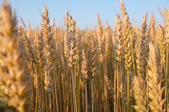 Wheat — botanical reference