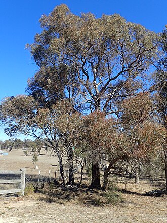 Willow Eucalyptus — botanical reference