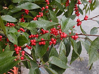 Winterberry — botanical reference