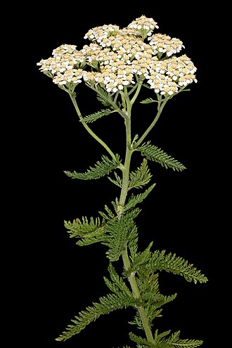 Yarrow — botanical reference