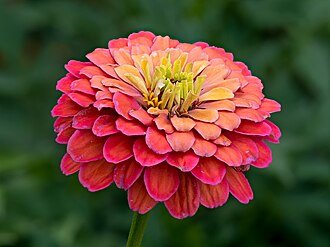 Zinnia — botanical reference