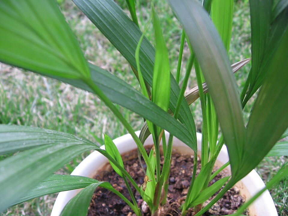 Dypsis lutescens