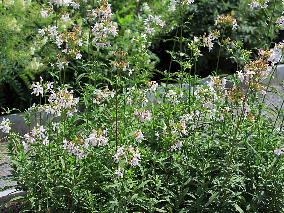 Saponaria officinalis Prague