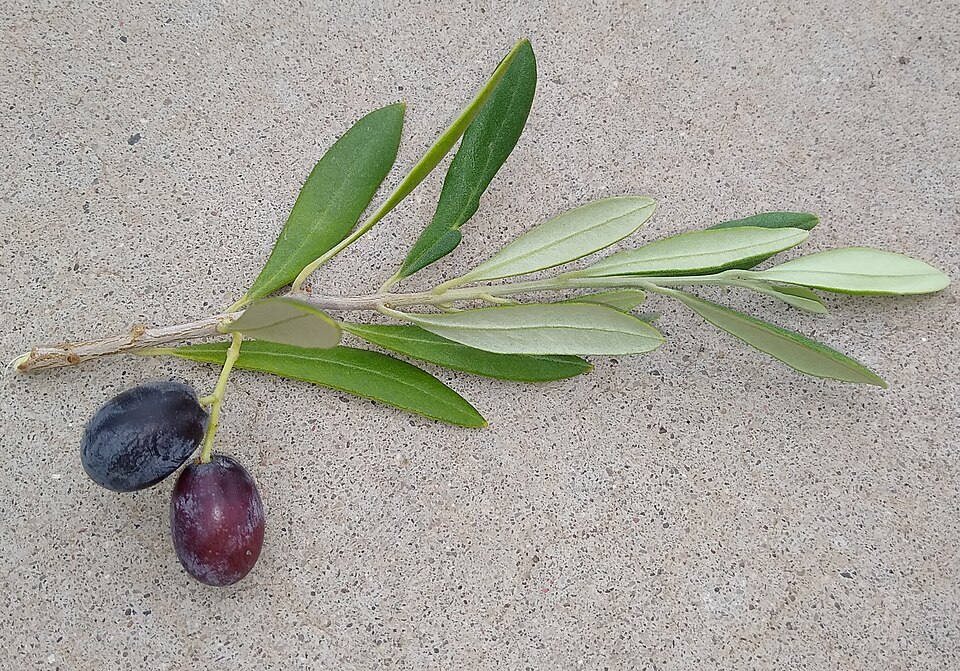 Olive leaves and fruit