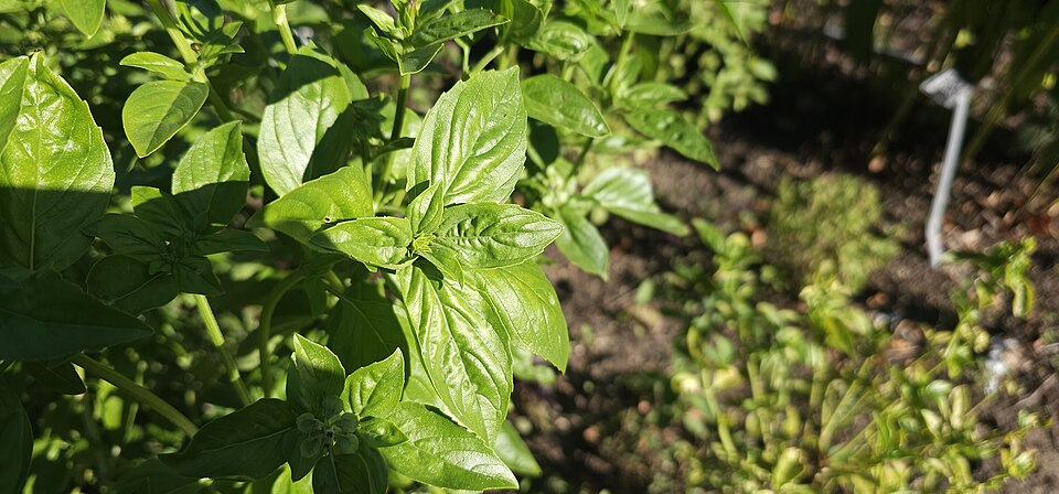 Sweet basil leaves